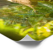 Roosevelt Elk | Nationaal park van de Olympische S Poster (Hoek)