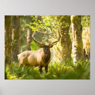 Roosevelt Elk   Nationaal park van de Olympische S Poster
