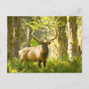 Roosevelt Elk Olympic National Park, Washington Briefkaart