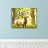 Roosevelt Elk | Olympic National Park, Washington Canvas Afdruk (Insitu (Houten vloer))