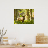 Roosevelt Elk | Olympic National Park, Washington Poster (Keuken)