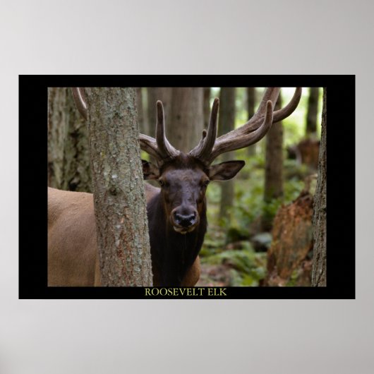 Roosevelt Elk Poster (Voorkant)