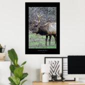 Roosevelt Elk Poster (Thuiskantoor)