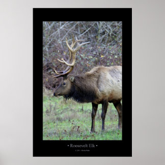 Roosevelt Elk Poster
