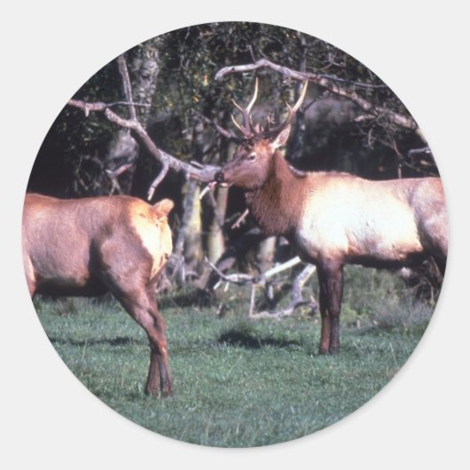 Roosevelt Elk Ronde Sticker (Voorkant)
