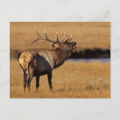 Roosevelt Eull Elk Wyoming Briefkaart (Voorkant)