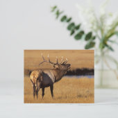 Roosevelt Eull Elk Wyoming Briefkaart (Staand voorkant)