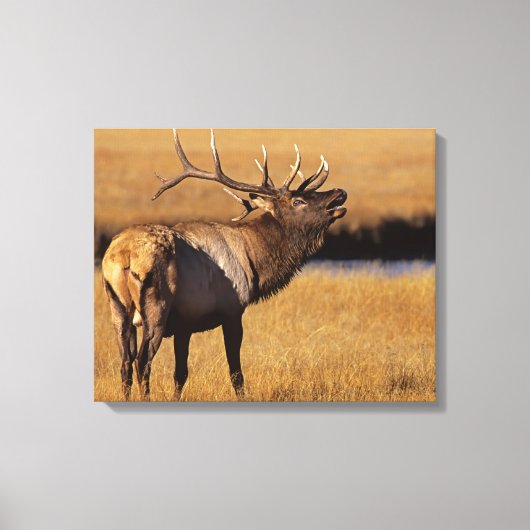 Roosevelt Eull Elk Wyoming Canvas Afdruk (Voorkant)