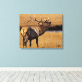 Roosevelt Eull Elk Wyoming Canvas Afdruk (Insitu (Houten vloer))