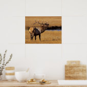 Roosevelt Eull Elk Wyoming Poster (Keuken)