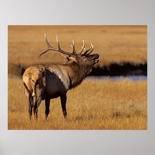 Roosevelt Eull Elk Wyoming Poster (Voorkant)