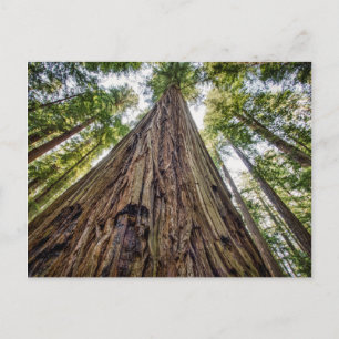 Roosevelt Grove Briefkaart