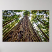 Roosevelt Grove Poster (Voorkant)