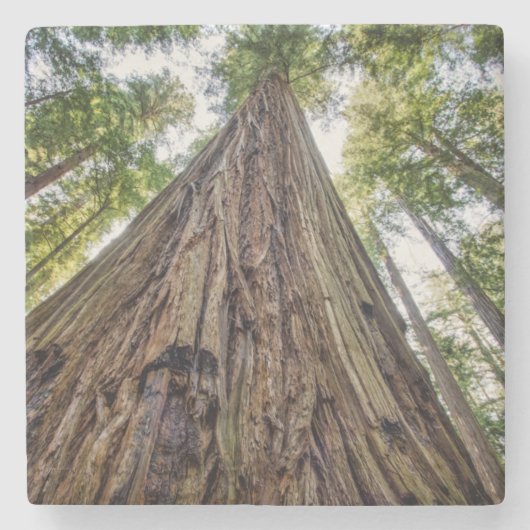 Roosevelt Grove Stenen Onderzetter (Voorkant)