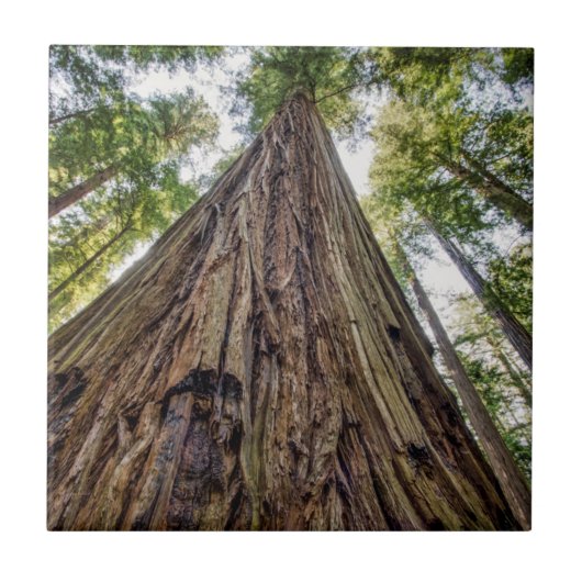 Roosevelt Grove Tegeltje (Voorkant)