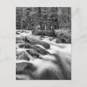 Roosevelt National Forest Stream Black and White Briefkaart