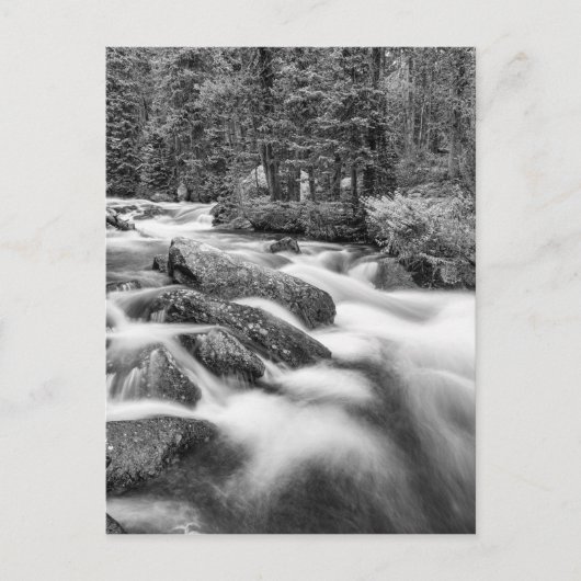Roosevelt National Forest Stream Black and White Briefkaart (Voorkant)