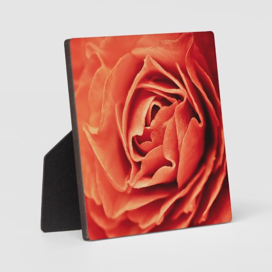 rooskleurig leven fotoplaat (Voorkant)