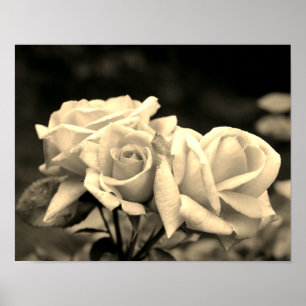 Roosknop Trio In Sepia Poster