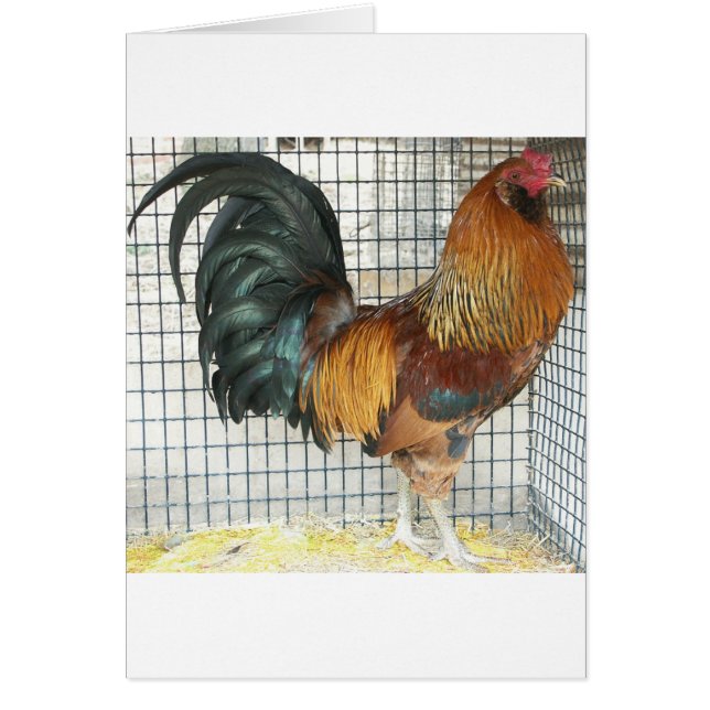 Rooster (Voorkant)