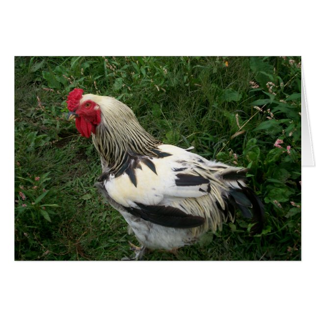 Rooster (Voorkant Horizontaal)