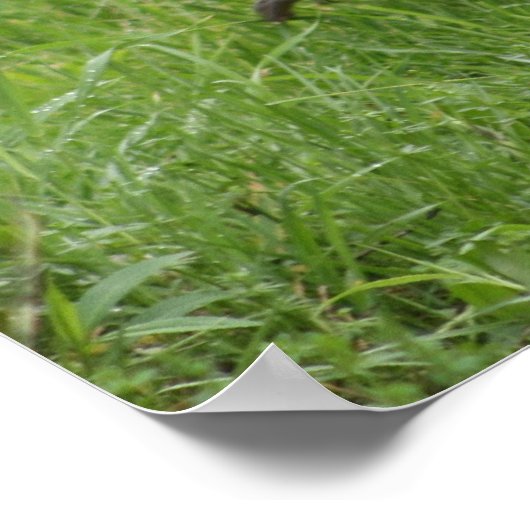 Rooster 1 - poster (Hoek)