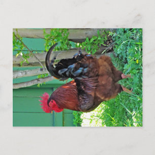 Rooster bij Texas 290 Diner, Johnson City, TX Briefkaart