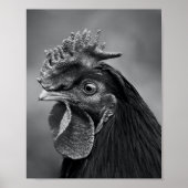 Rooster Black en White Poster (Voorkant)