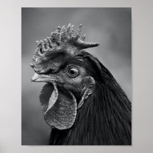 Rooster Black en White Poster
