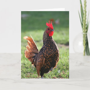 Rooster, blanco briefkaart