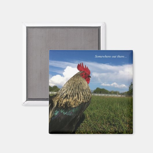 Rooster Bob Ergens daarbuiten Magneet (Voorkant / Achterkant)