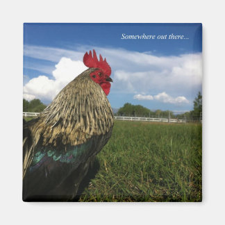 Rooster Bob Ergens daarbuiten Magneet