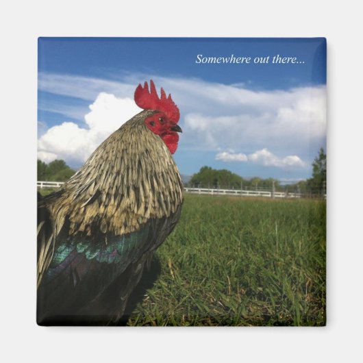 Rooster Bob Ergens daarbuiten Magneet (Voorkant)