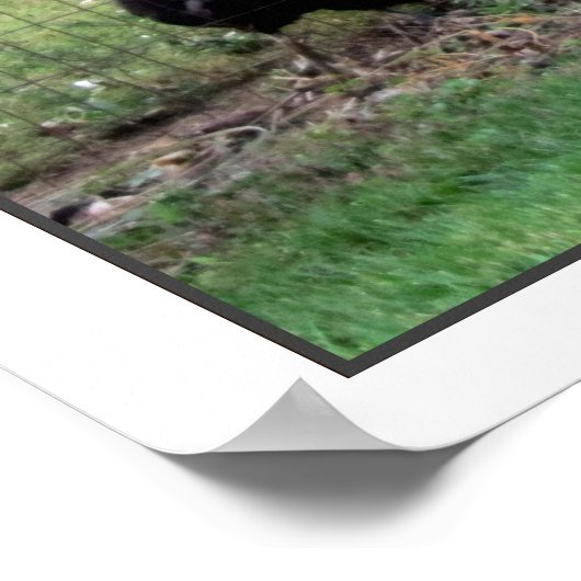 Rooster-Boerderij Poster (Hoek)