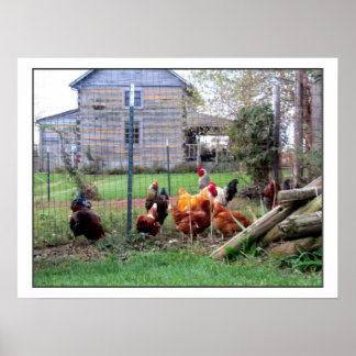 Rooster-Boerderij Poster