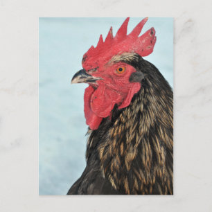 Rooster Briefkaart