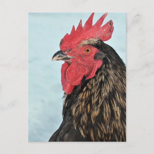 Rooster Briefkaart (Voorkant)