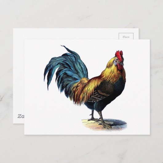  Rooster Briefkaart (Voorkant / Achterkant)