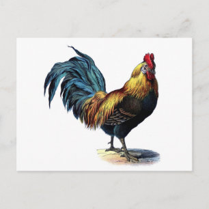  Rooster Briefkaart