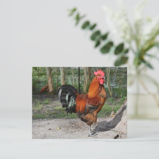 Rooster Briefkaart (Staand voorkant)