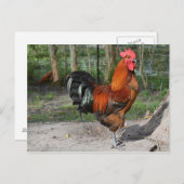 Rooster Briefkaart (Voorkant / Achterkant)