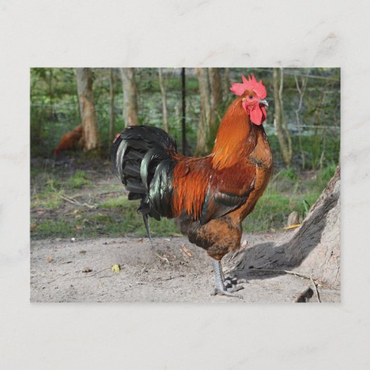 Rooster Briefkaart (Voorkant)