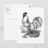 rooster briefkaart (Voorkant / Achterkant)