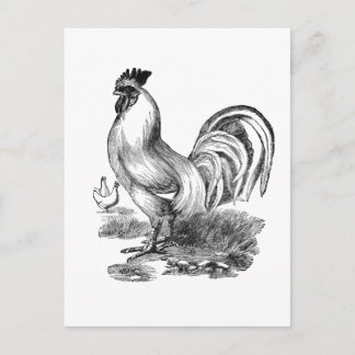 rooster briefkaart