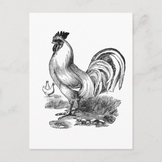 rooster briefkaart (Voorkant)