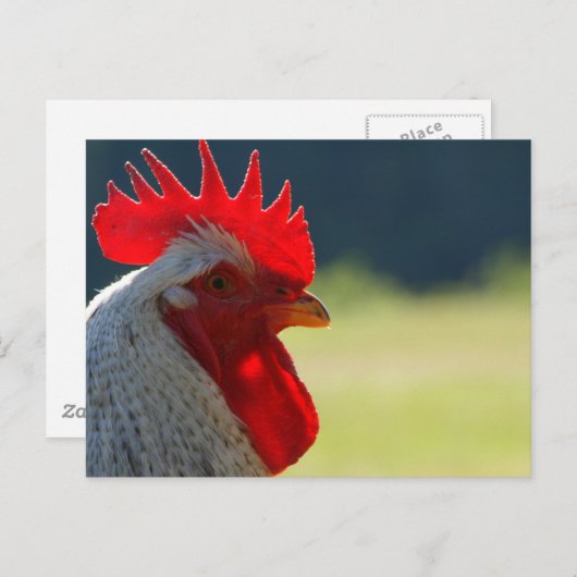 Rooster Briefkaart (Voorkant / Achterkant)