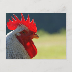 Rooster Briefkaart