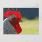 Rooster Briefkaart (Voorkant)