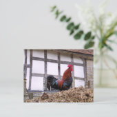 ROOSTER BRIEFKAART (Staand voorkant)