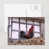 ROOSTER BRIEFKAART (Voorkant / Achterkant)